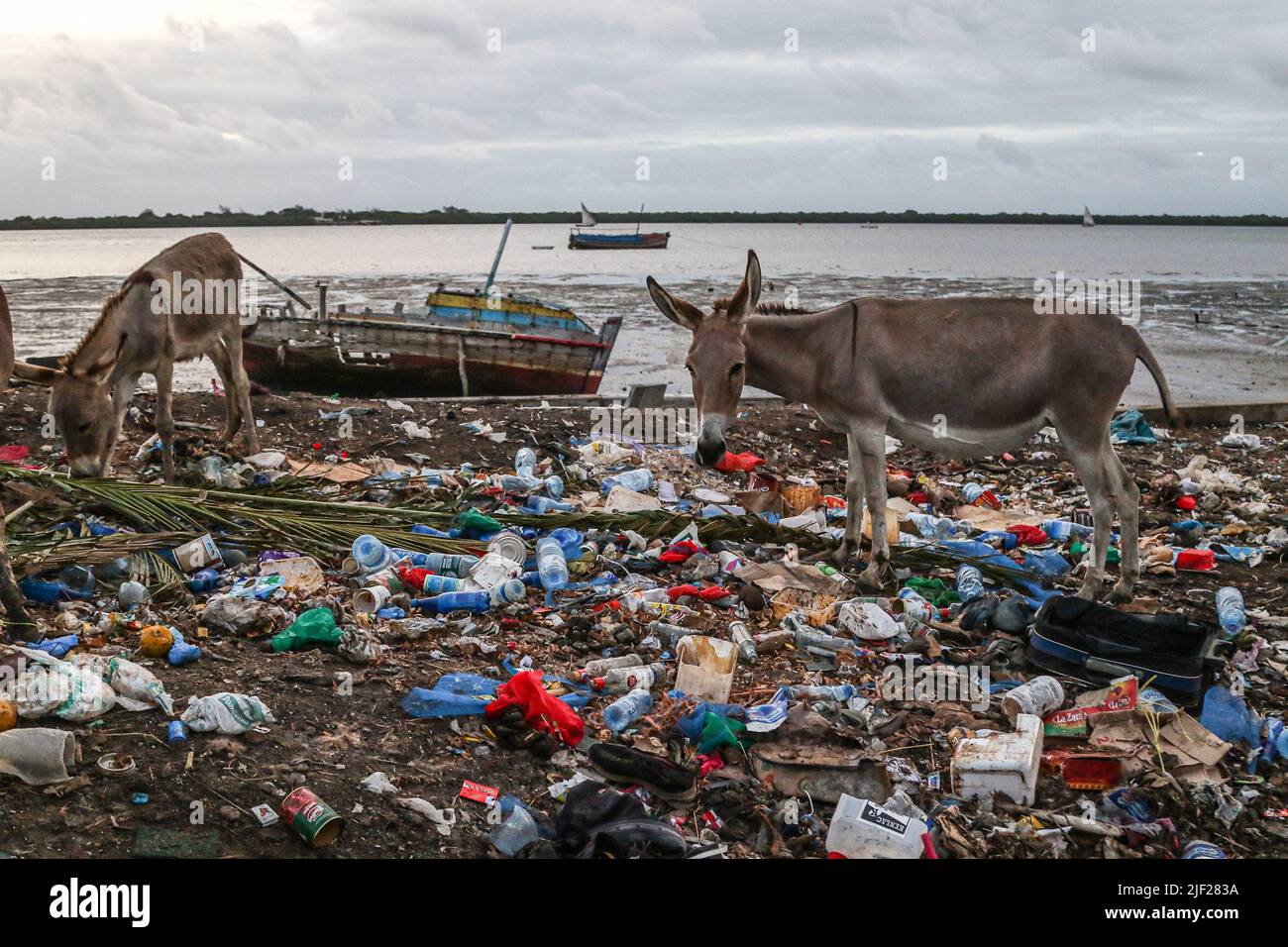Plastic waste ocean animals hi-res stock photography and images 