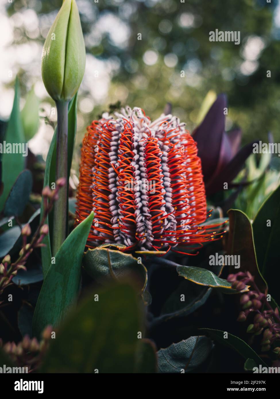 A floral display of Australian native flowers featuring an orange Banksia Stock Photo