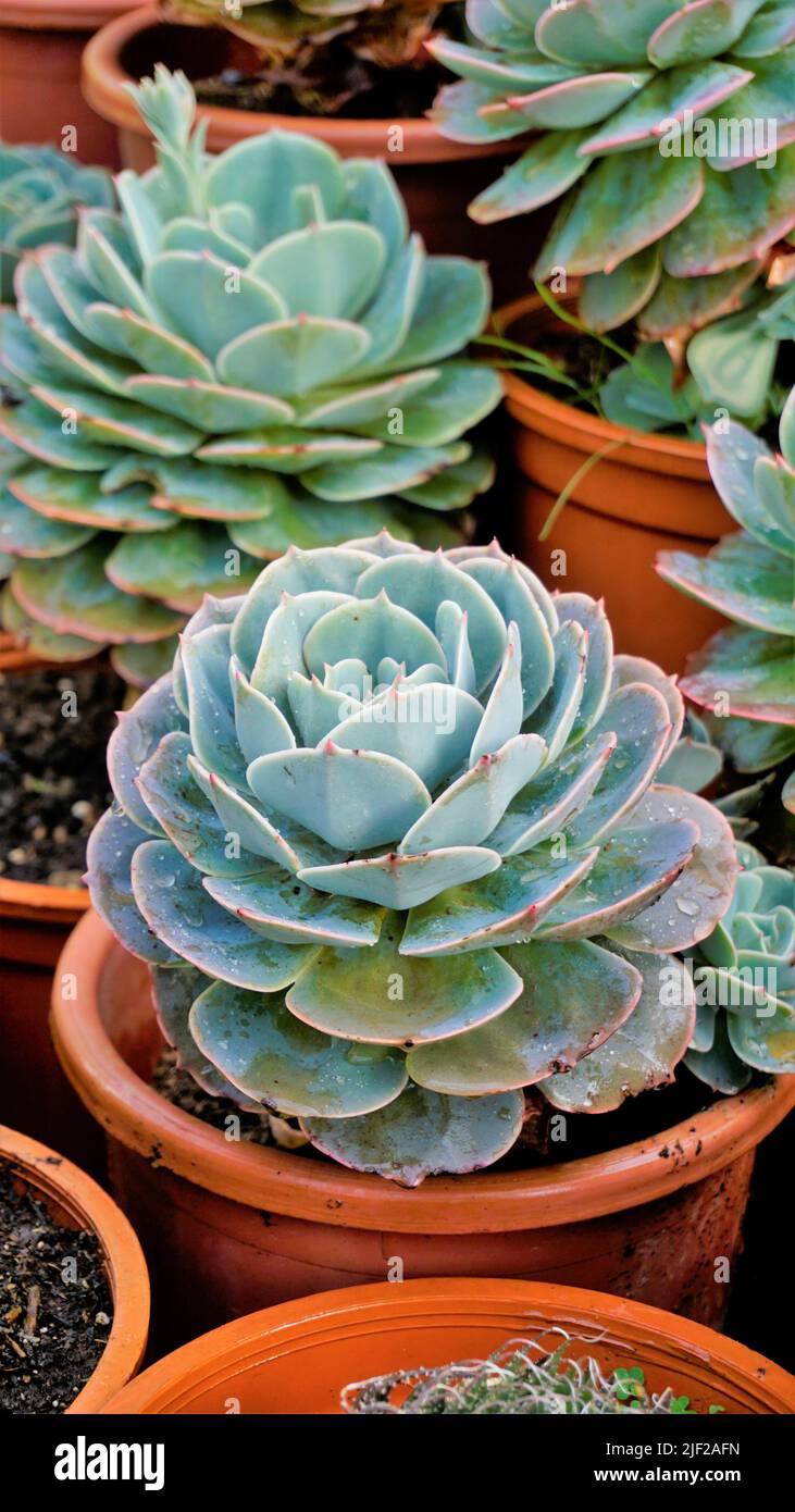 Beautiful indoor nursery plant Echeveria secunda also known as Old Hens and Chicks and blue Echeveria in pot. Beautiful ornamental and decorative plan Stock Photo