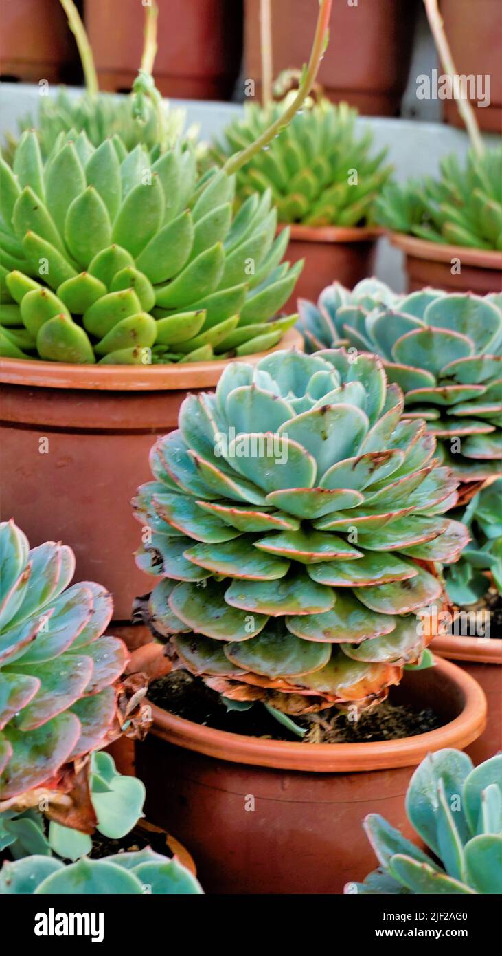 Beautiful indoor nursery plant Echeveria secunda also known as Old Hens and Chicks and blue Echeveria in pot. Beautiful ornamental and decorative plan Stock Photo