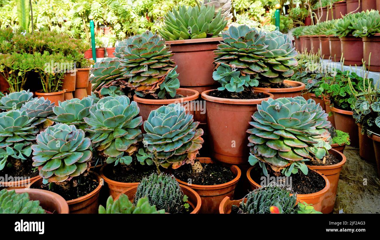 Beautiful indoor nursery plant Echeveria secunda also known as Old Hens and Chicks and blue Echeveria in pot. Beautiful ornamental and decorative plan Stock Photo