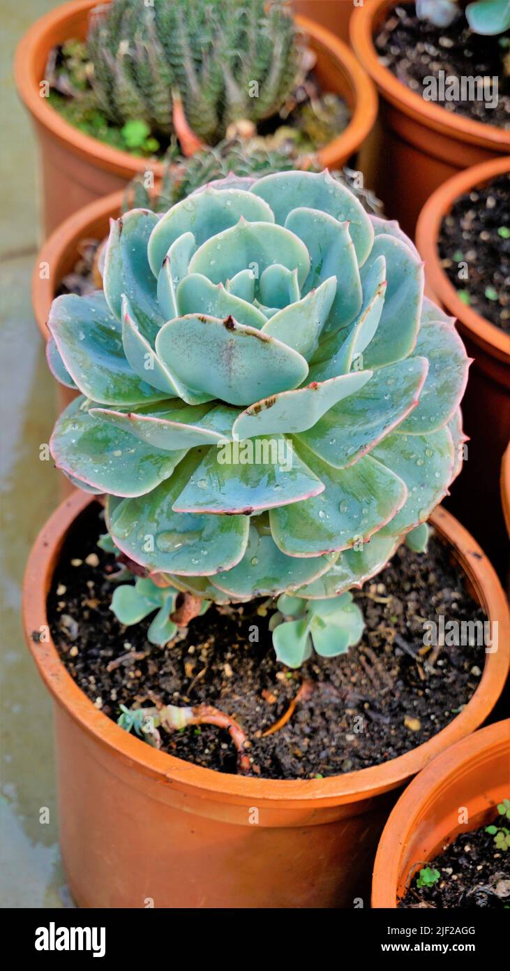 Beautiful indoor nursery plant Echeveria secunda also known as Old Hens and Chicks and blue Echeveria in pot. Beautiful ornamental and decorative plan Stock Photo