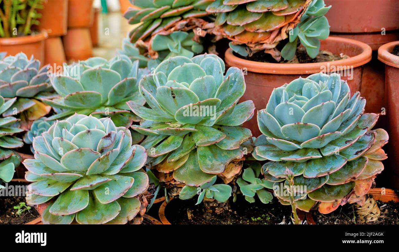 Beautiful indoor nursery plant Echeveria secunda also known as Old Hens and Chicks and blue Echeveria in pot. Beautiful ornamental and decorative plan Stock Photo