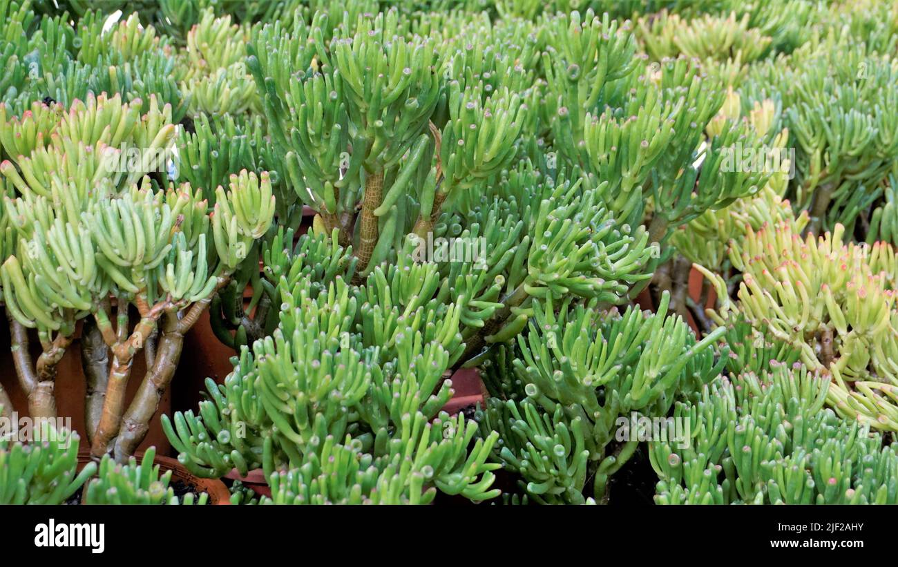 Beautiful Exotic Rare crassula ovata gollum Finger Jade Plant from a nursery Garden. Ornamental and decorative indoor plant. Stock Photo