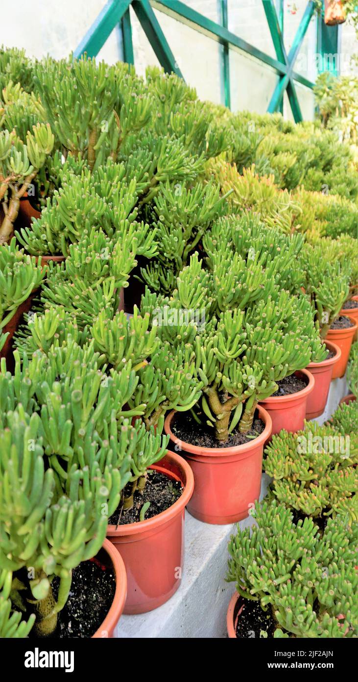 Beautiful Exotic Rare crassula ovata gollum Finger Jade Plant from a nursery Garden. Ornamental and decorative indoor plant. Stock Photo