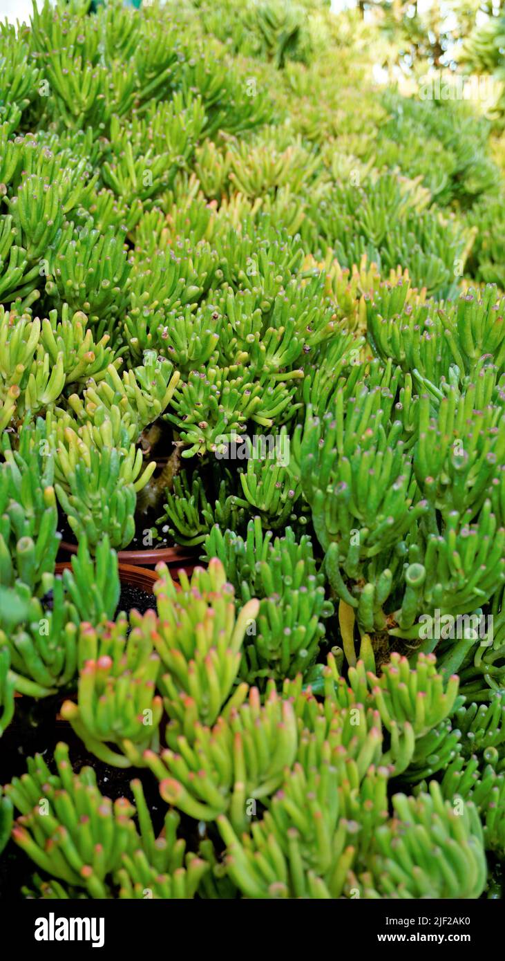 Beautiful Exotic Rare crassula ovata gollum Finger Jade Plant from a nursery Garden. Ornamental and decorative indoor plant. Stock Photo