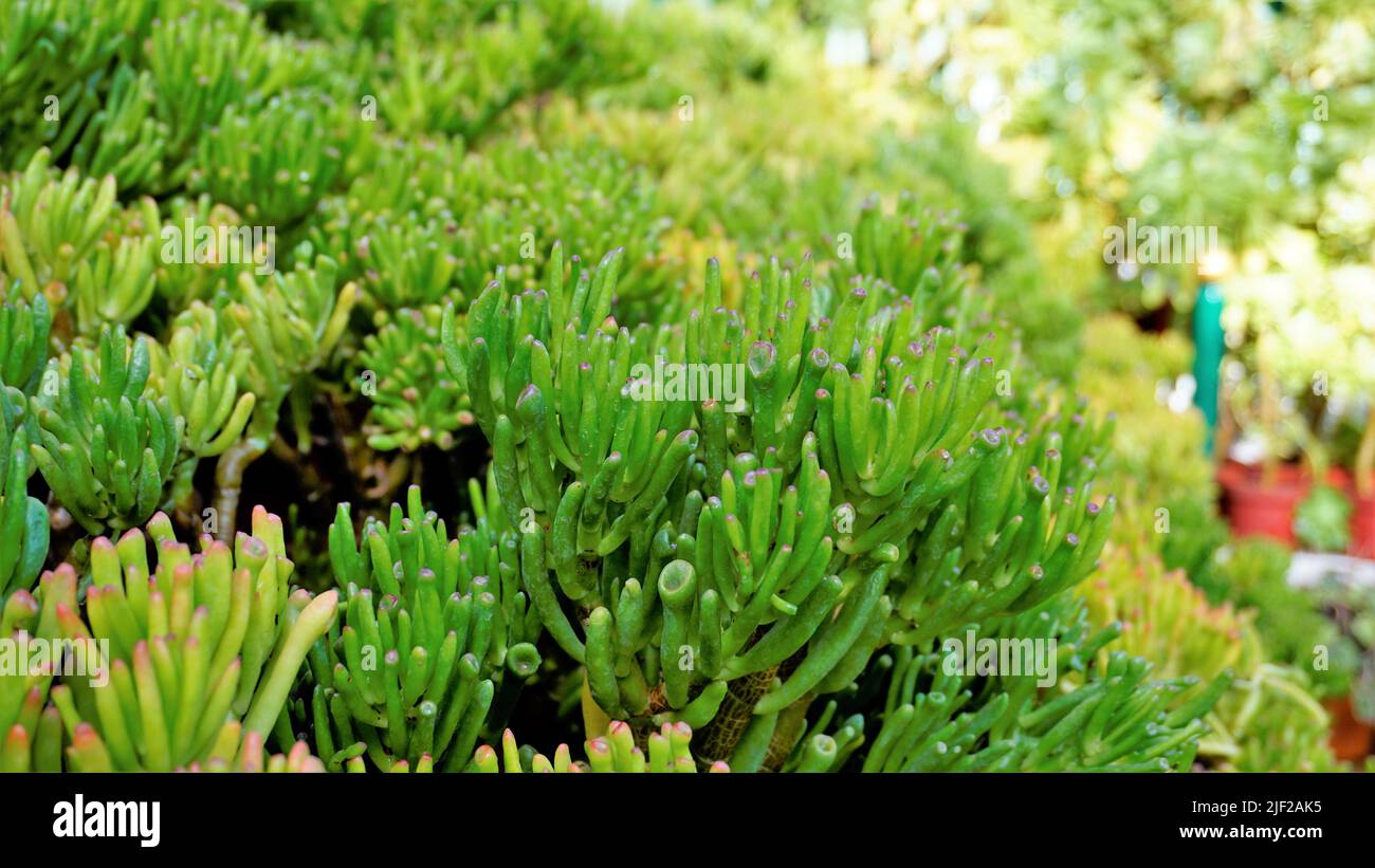 Beautiful Exotic Rare crassula ovata gollum Finger Jade Plant from a nursery Garden. Ornamental and decorative indoor plant. Stock Photo