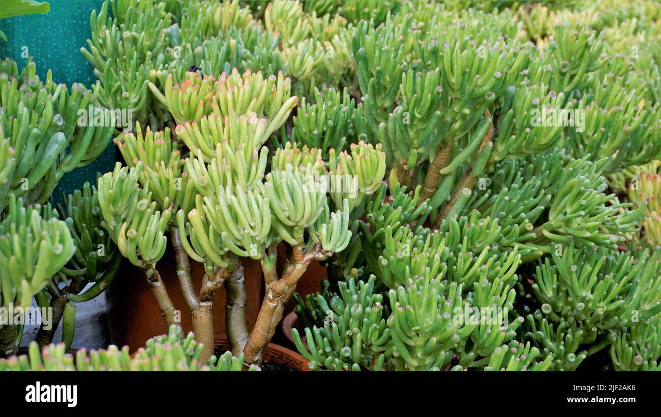 Beautiful Exotic Rare crassula ovata gollum Finger Jade Plant from a nursery Garden. Ornamental and decorative indoor plant. Stock Photo