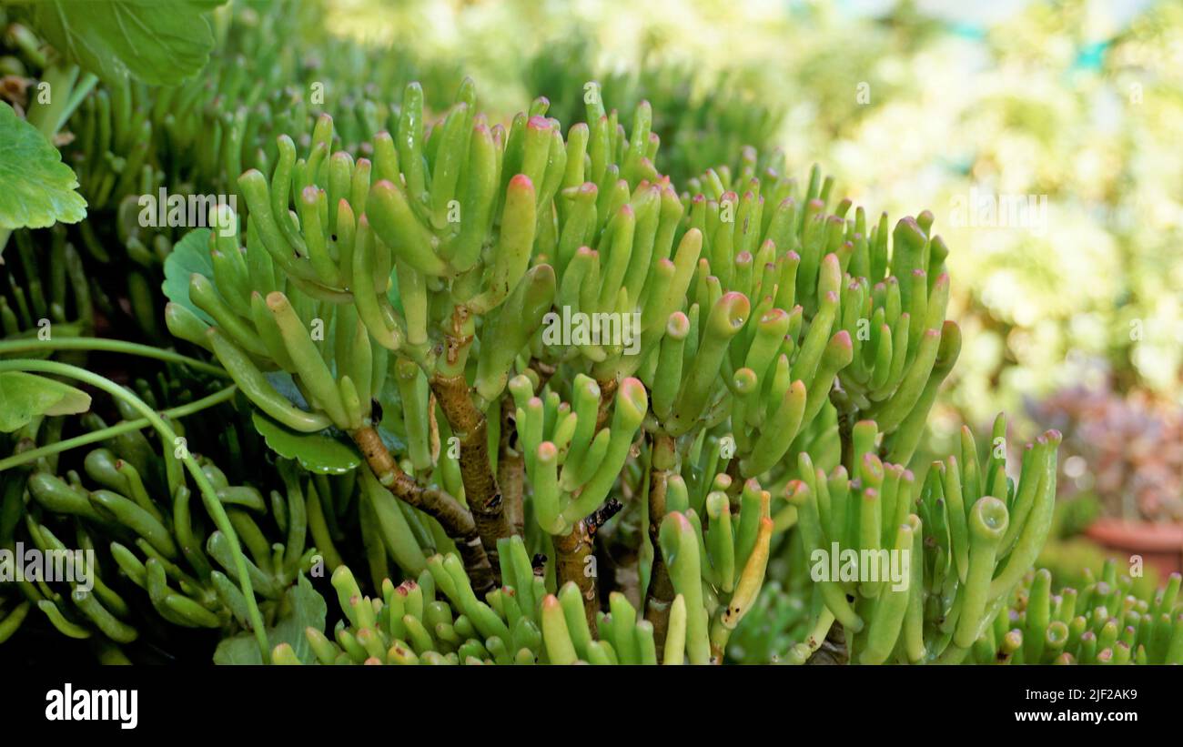 Beautiful Exotic Rare crassula ovata gollum Finger Jade Plant from a nursery Garden. Ornamental and decorative indoor plant. Stock Photo