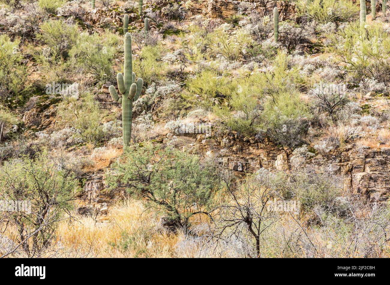 A hillside covered with desert plants and Saguaro cactus in Sabino Canyon Recreation area, Arizona. Stock Photo