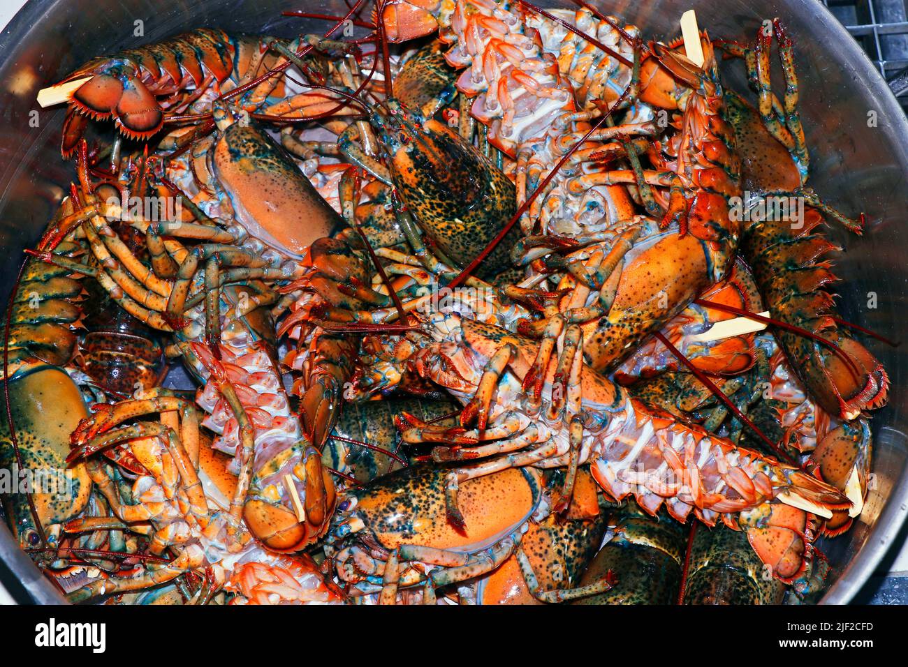 atlantic lobster shells mostly used as fertiliser and base for the