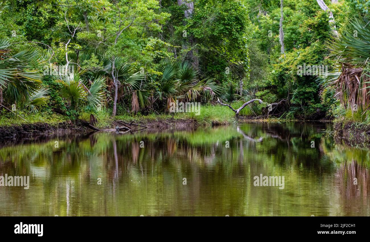 Landscape of lake's edge showing reflections, diverse swamp vegetation
