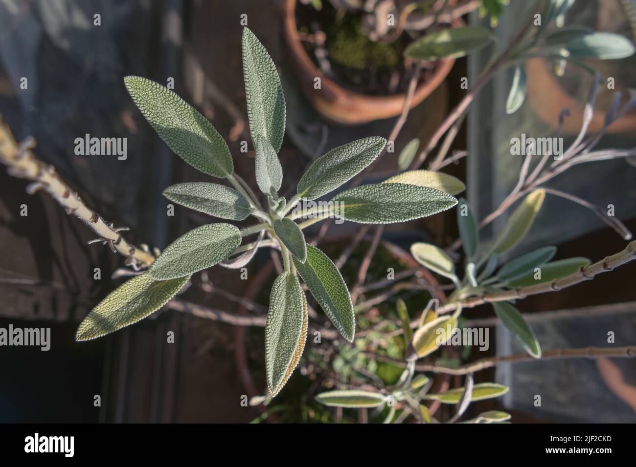 salvia or sage plant potted seen from above next to the window indoors Stock Photo