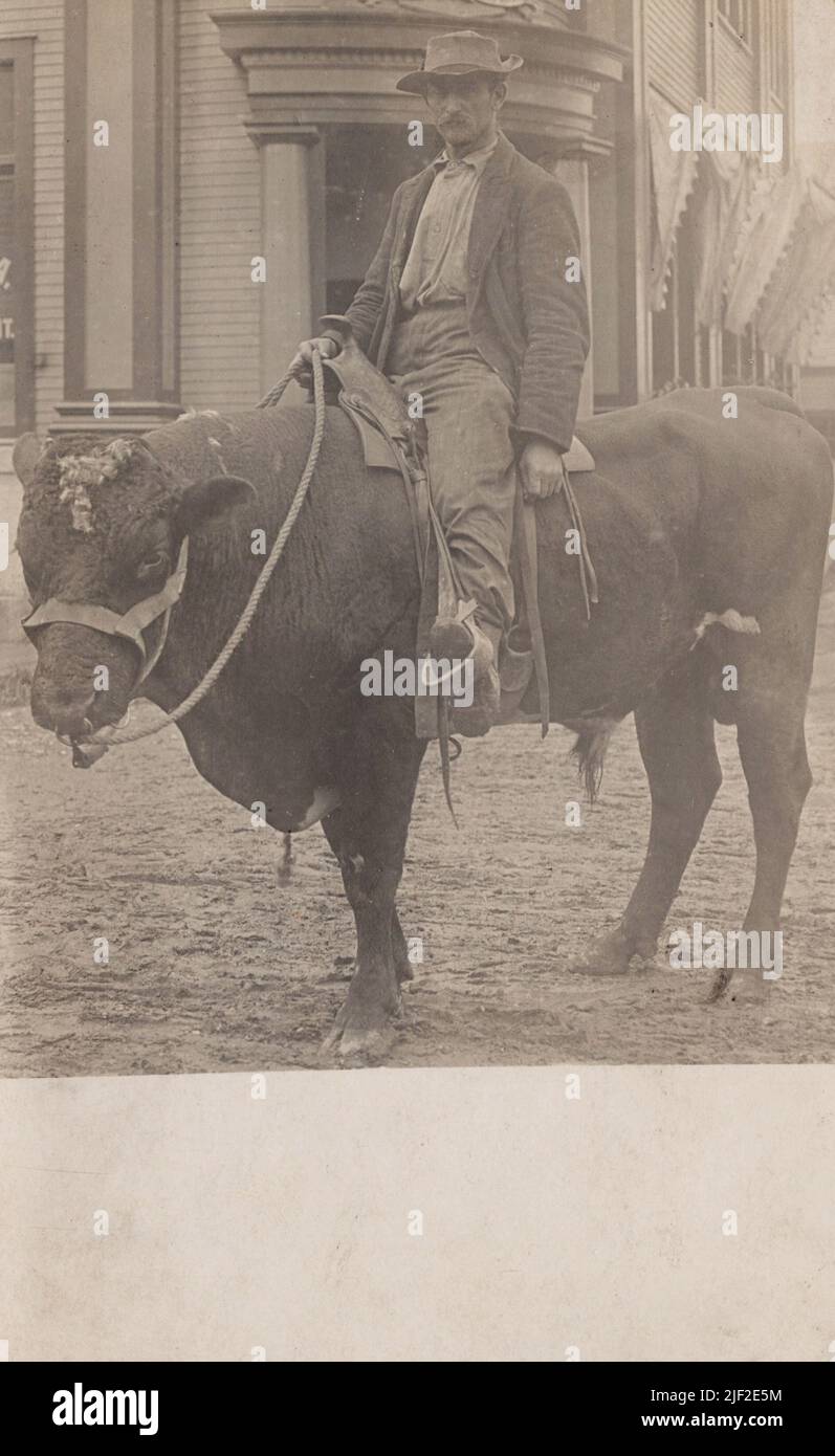 Man on large bull, unknown location, 1910 postcard. unknown photographer Stock Photo