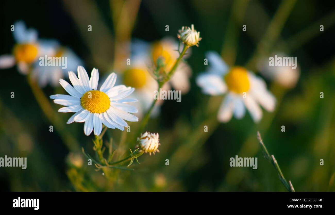 Chamomile. Italian chamomile extract Matricaria recutita is considered a strong tea. For herbal medicine, ointments and lotions. Selective focus Stock Photo