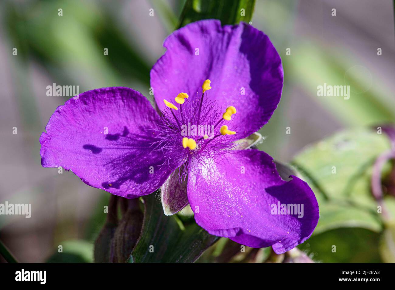 Purple Tradescantia Virginiana Stock Photo