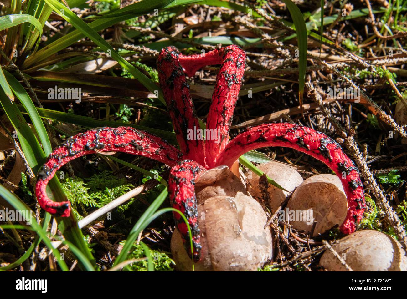 Mushroom Anthurus archeri Stock Photo