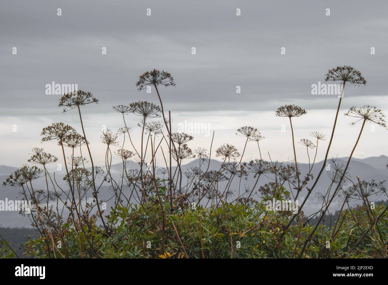 Elongated umbels hi-res stock photography and images - Alamy
