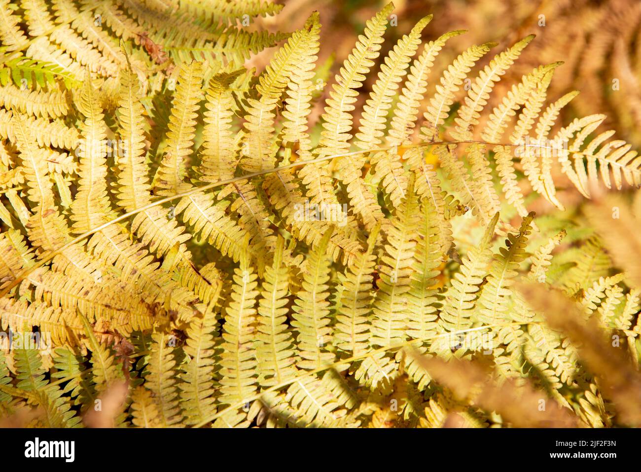 Golden ferns in autumn Stock Photo