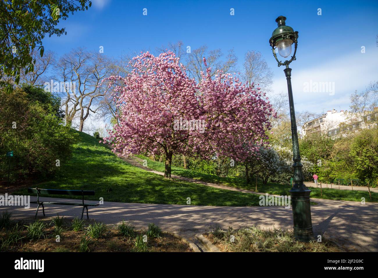 Japanese cherry blossom in Buttes Chaumont Park. Blue sky background. Stock Photo