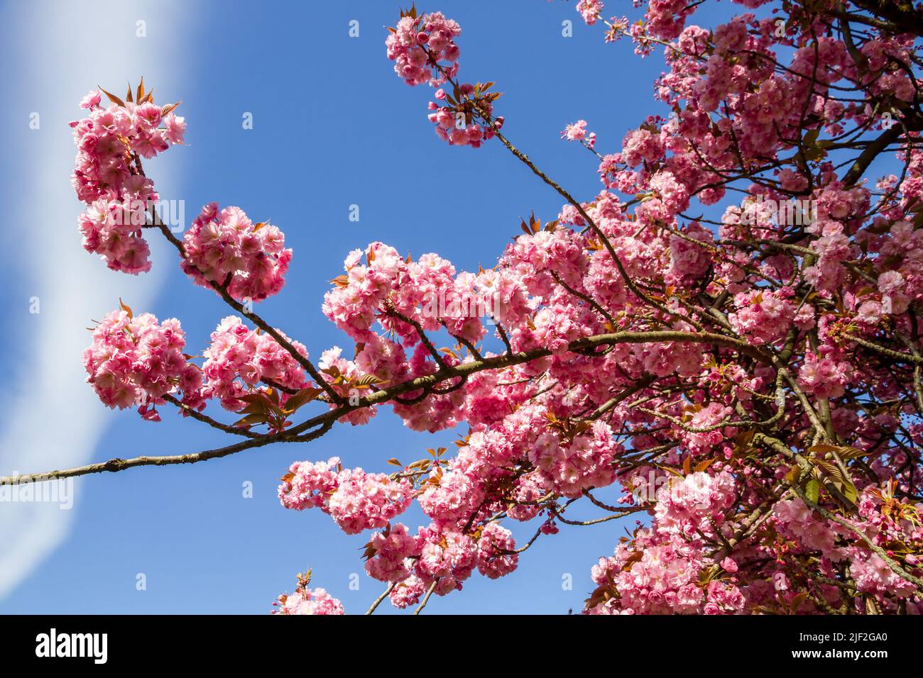 Japanese cherry blossom branch in spring. Blue sky background Stock Photo