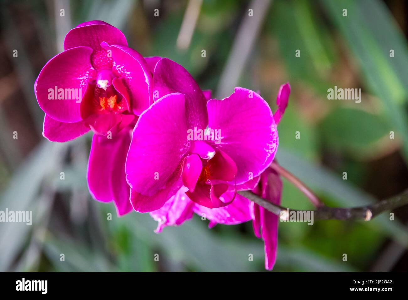 Orchid flower, Phalaenopsis. Tropical floral background Stock Photo