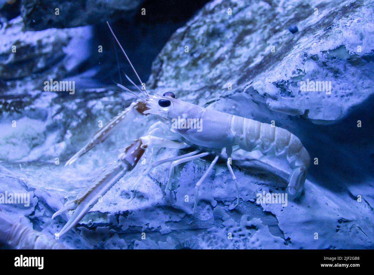Langoustine close-up view in ocean. Sea life Stock Photo