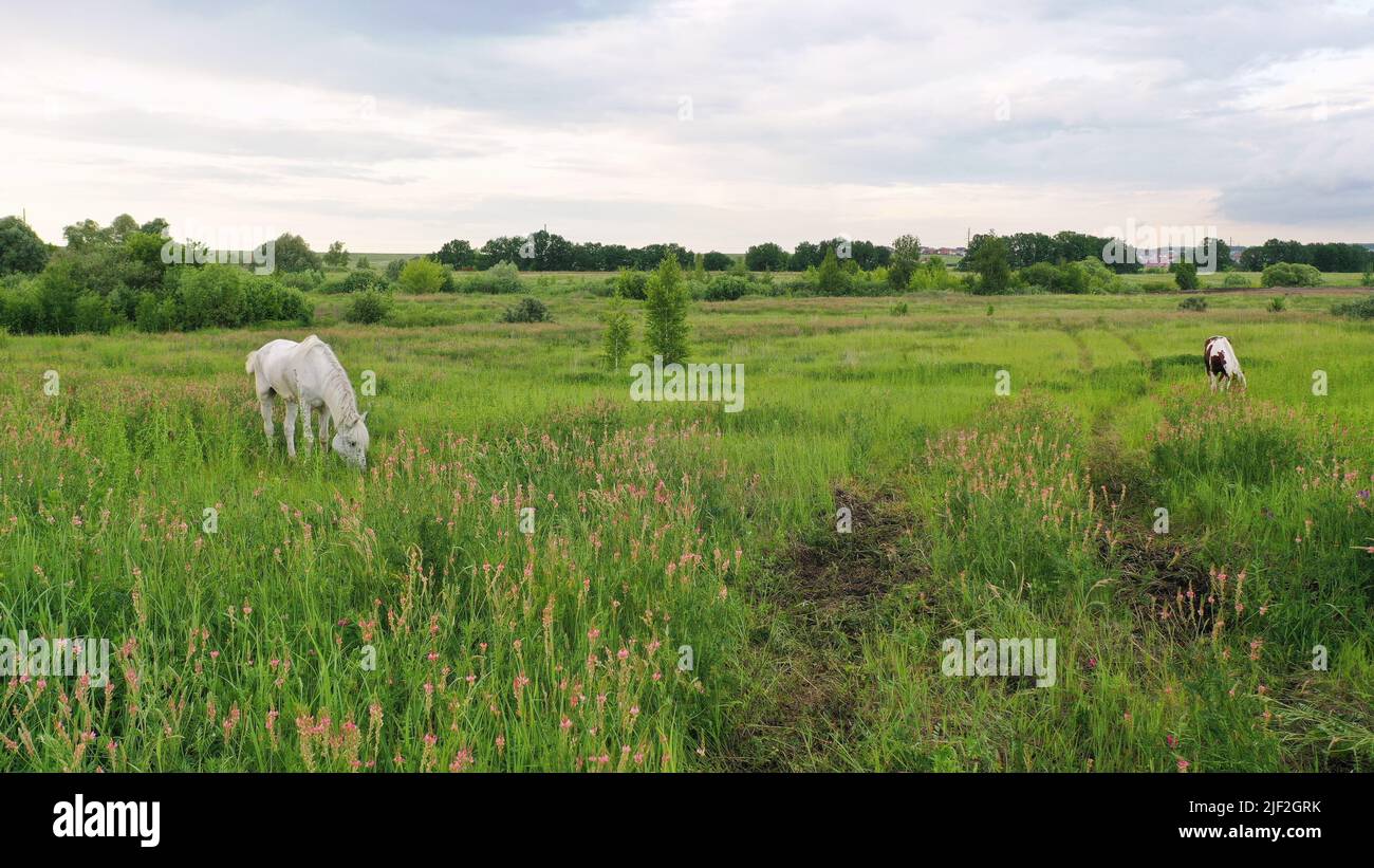 Two horses, white and chesnut. Two horses, white and brown, graze in a summer meadow. Stock Photo