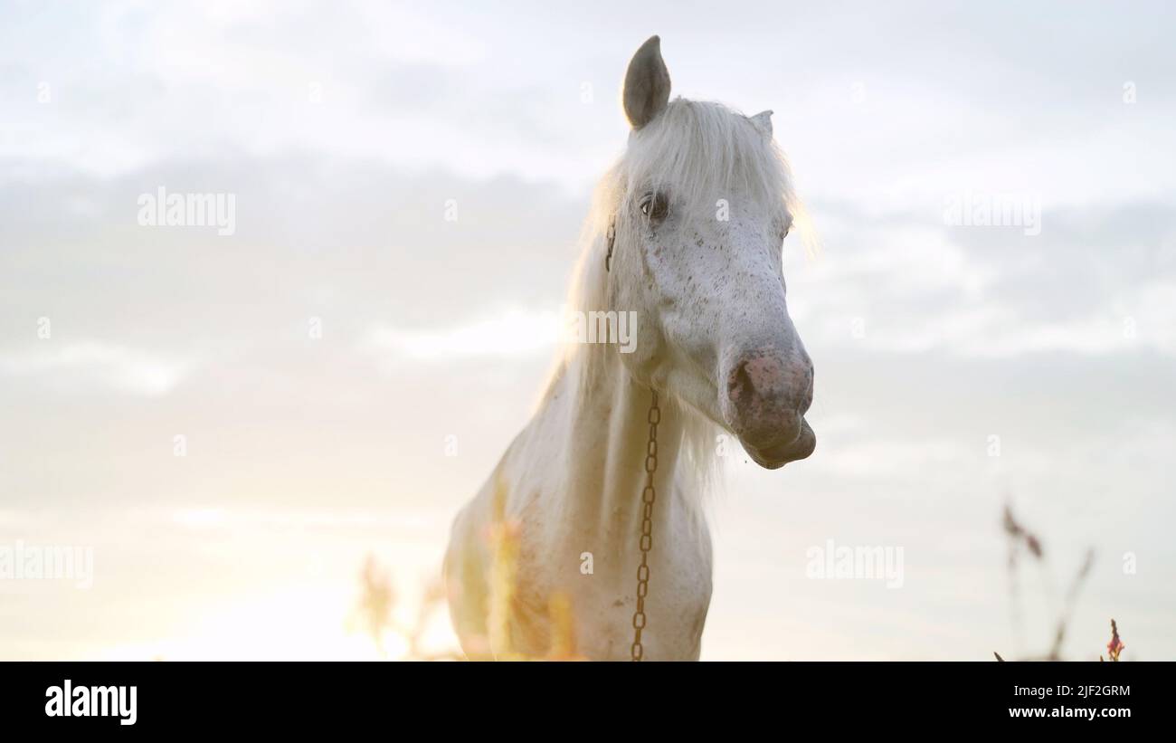 Portrait of a beautiful chestnut horse illuminated by the rays of the setting sun in the evening. Equestrian life. Horseback riding. Beautiful white Stock Photo