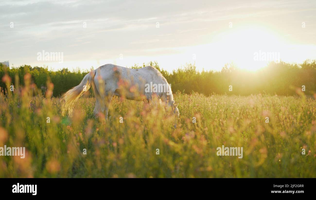 White horse in a summer meadow. Portrait of a white horse in flowers at ...