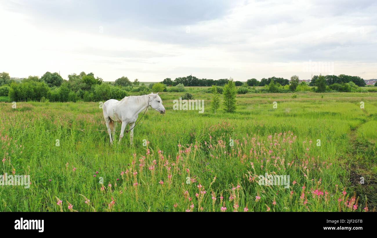 Beautiful face portrait of a white spanish horse stallion with long
