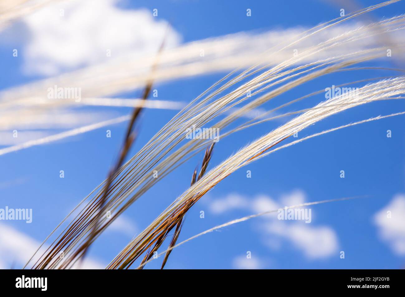 Feather grass against a blue sky Stock Photo