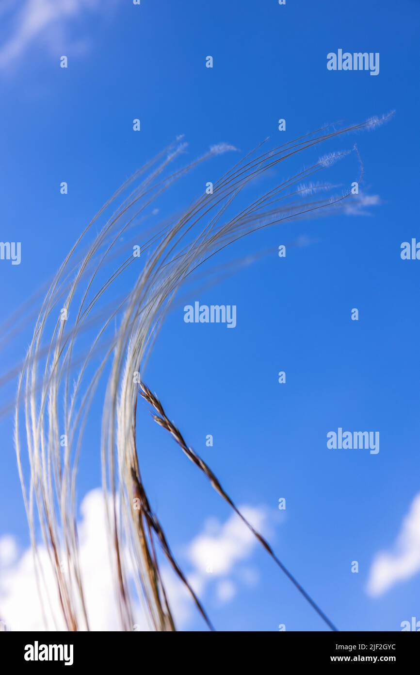 Stipa pennata grass against a blue sky Stock Photo