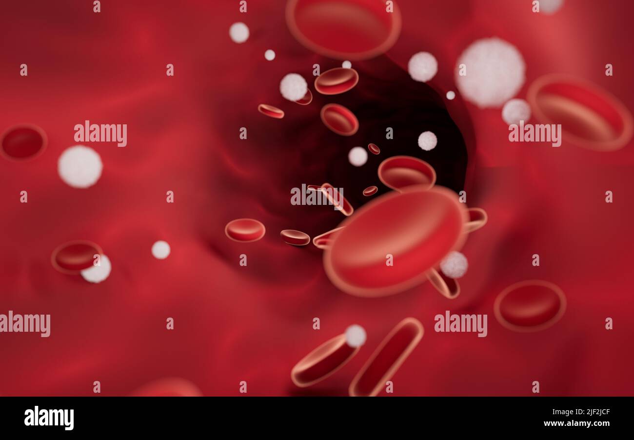 Red and white blood cells in blood vessels, 3d rendering. Computer ...