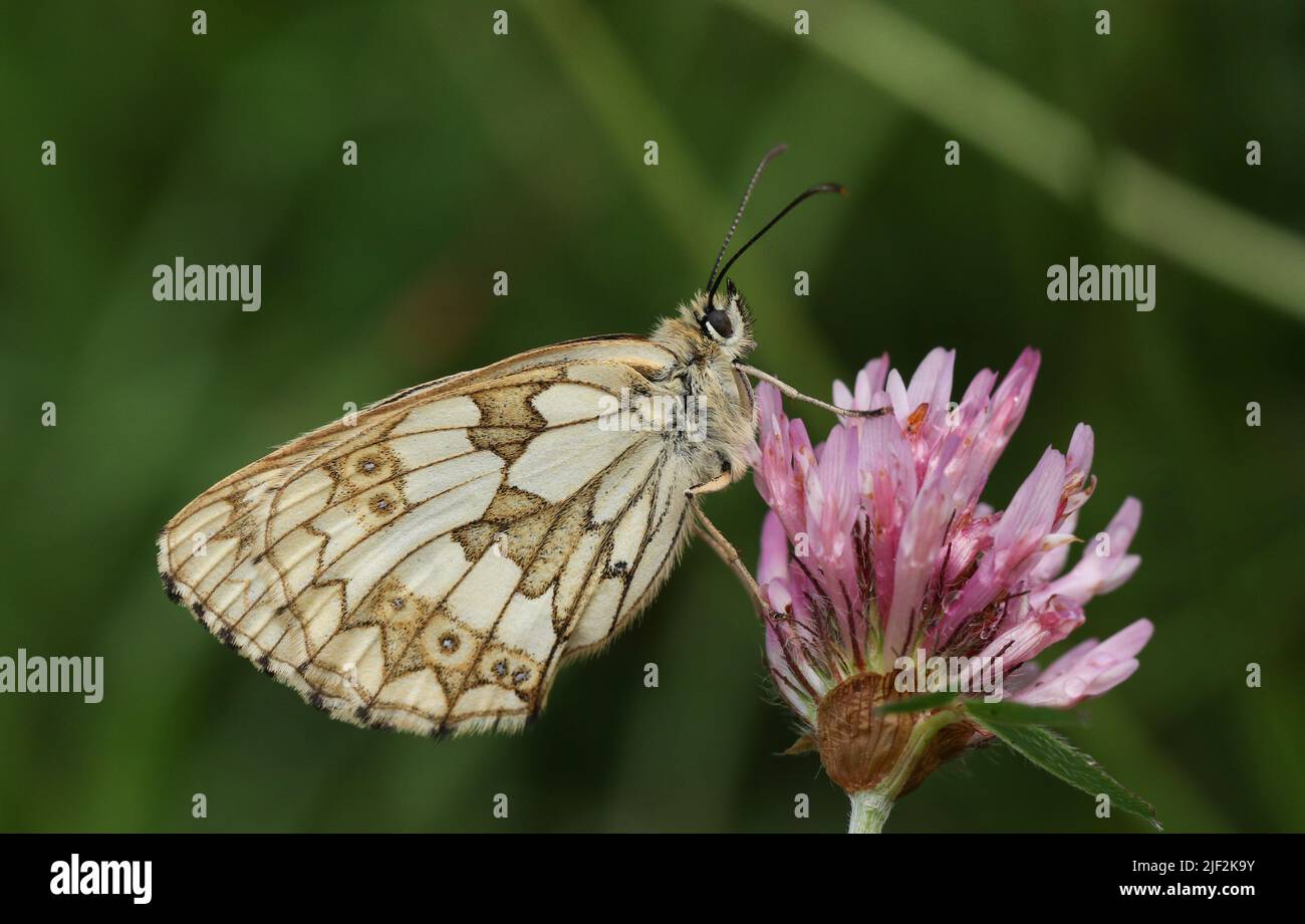 A Marbled White Butterfly, Melanargia galathea, perched on a clover flower in a meadow. Stock Photo