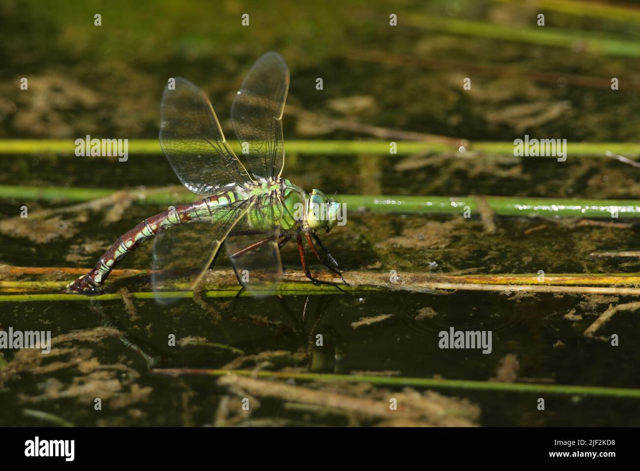 A female Emperor Dragonfly, Anax imperator, laying eggs into a pond. Stock Photo