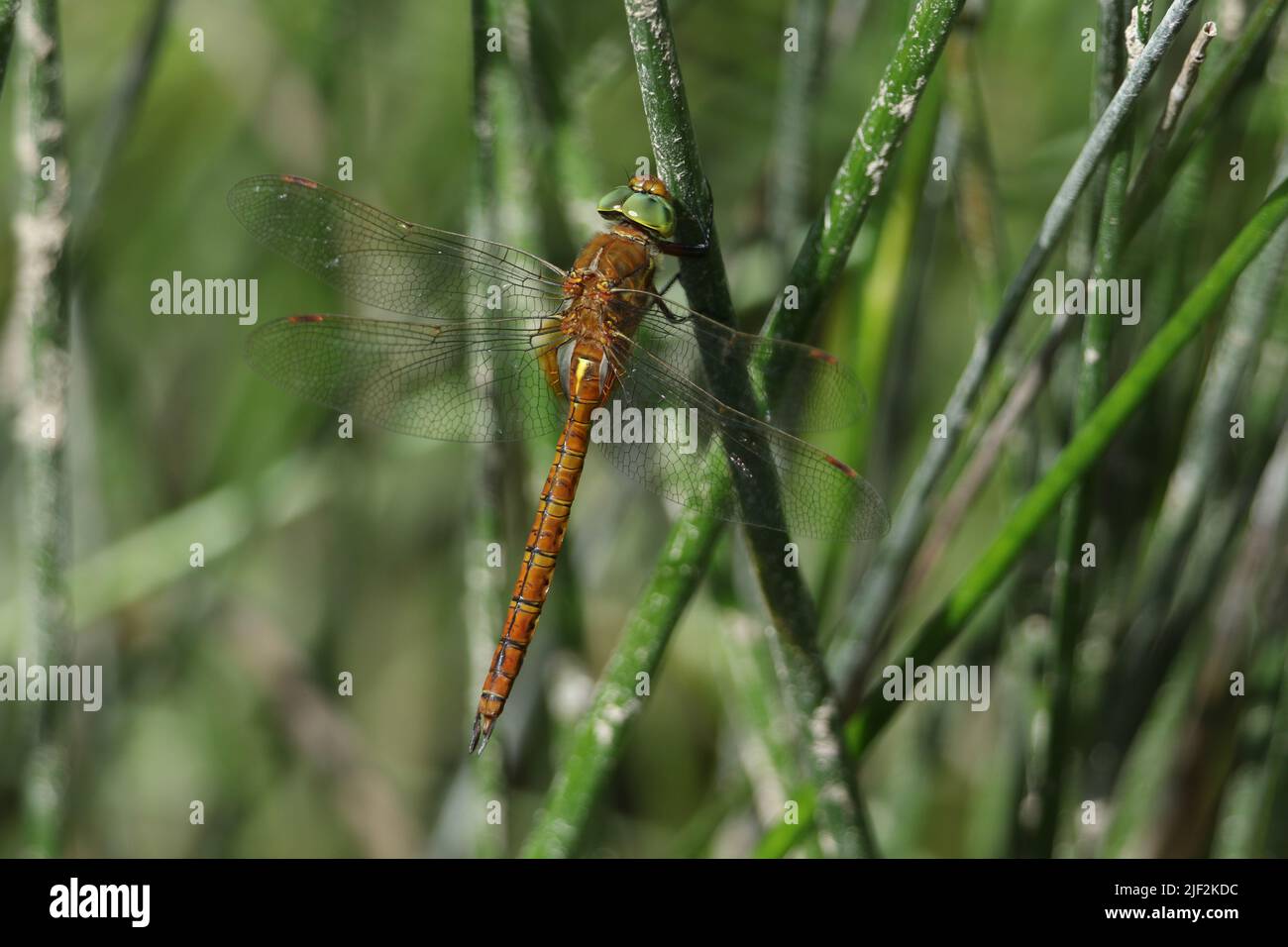A beautiful Norfolk Hawker Dragonfly, Anaciaeschna isoceles, perching on a reed at the edge of a lake. Stock Photo