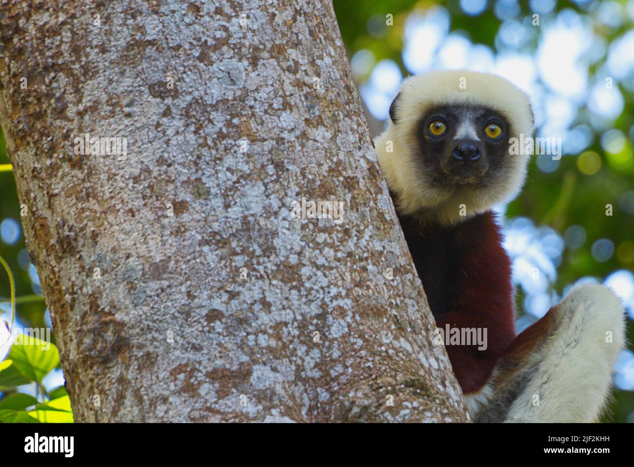 Lemuren auf Madagaskar Stock Photo