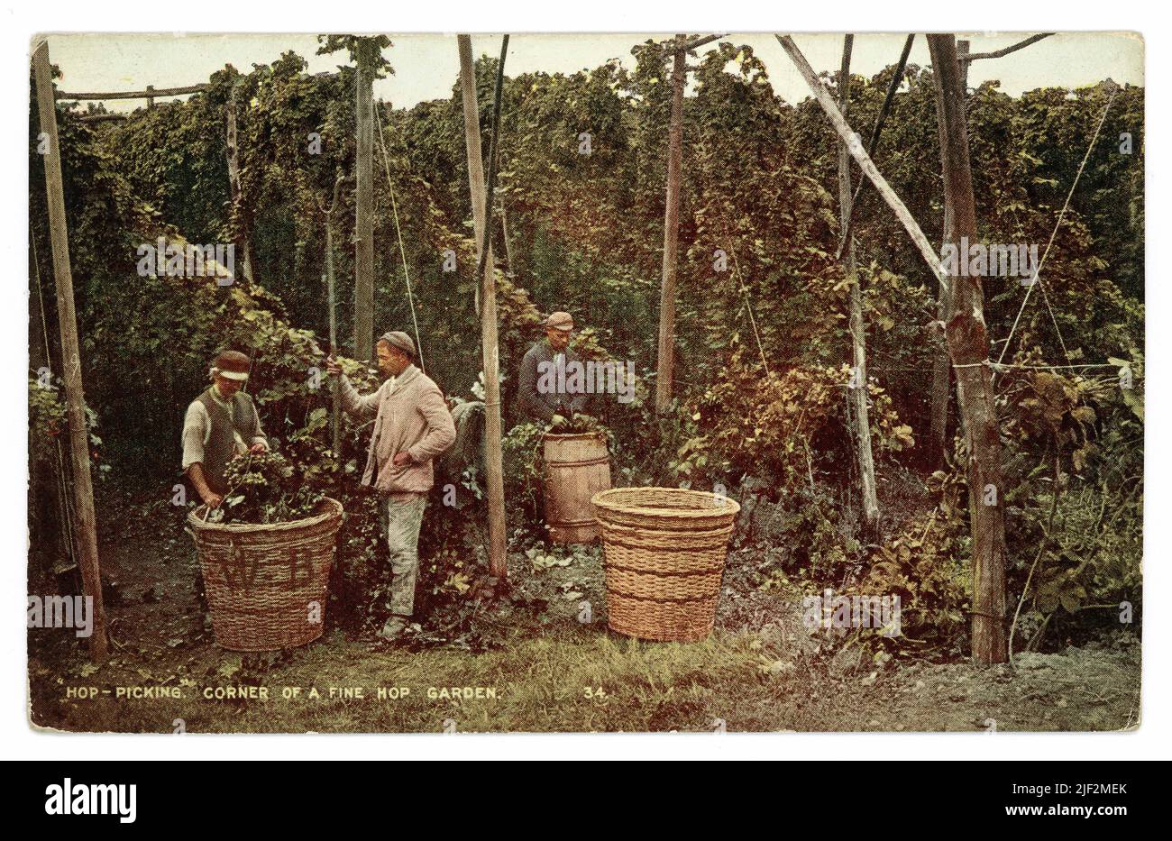 Original Edwardian tinted postcard of Kent hop picking - 'corner of a fine hop garden', men loading hops into baskets next to hop vines, circa 1905.1910 Stock Photo