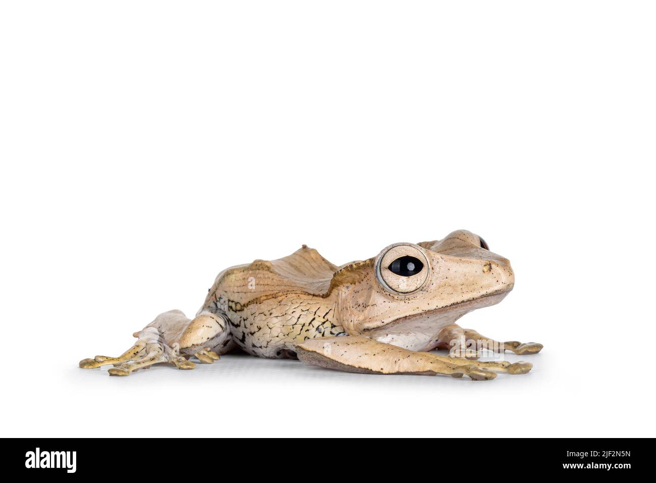 Close up of Borneo eared frog aka Polypedates otilophus laying flat side ways. Isolated on a white background. Stock Photo