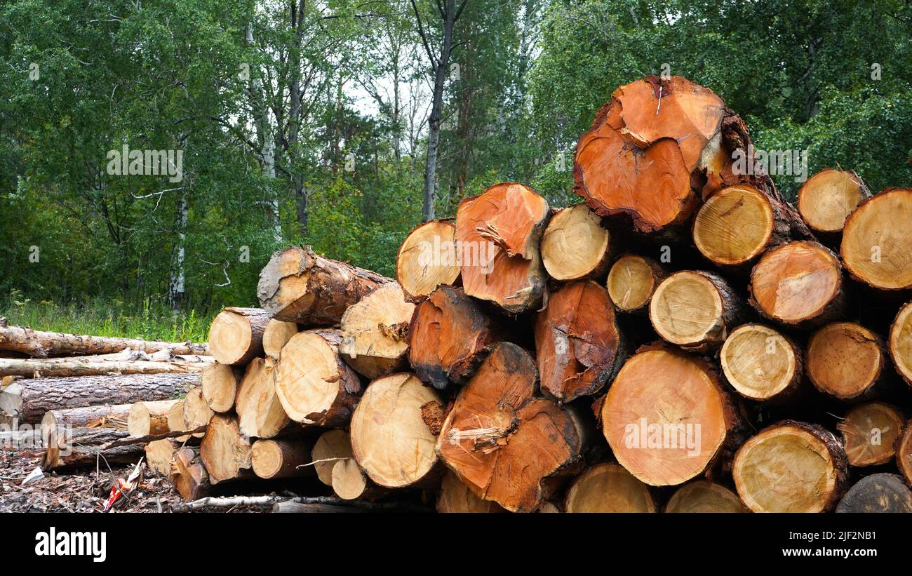 Large logs lie in a pile on a background of green forest Stock Photo ...