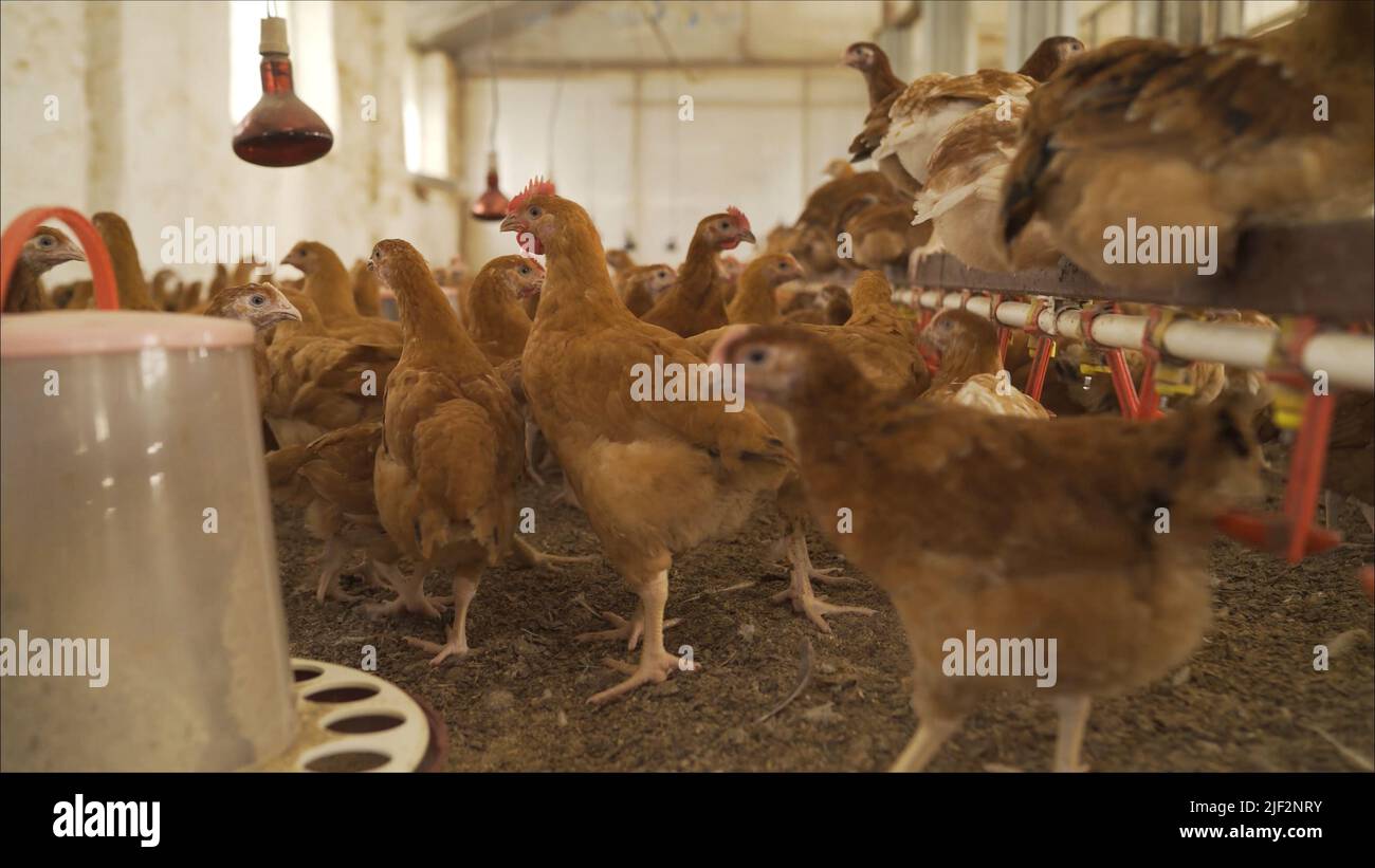 There are many chickens on a large poultry farm. Farm for growing and