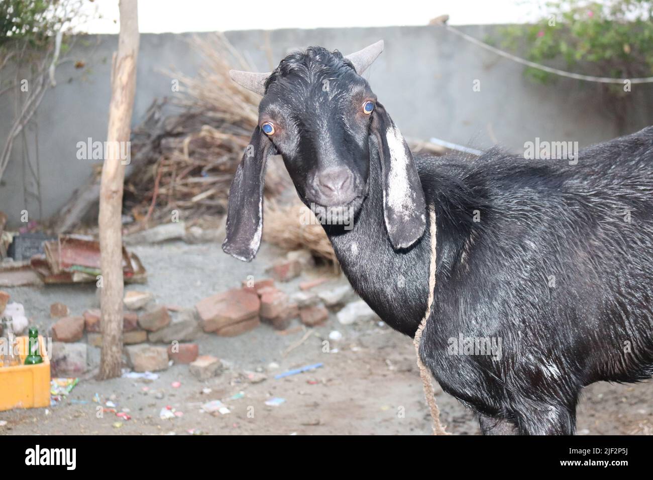 Portrait of Animal Bakra Male Goat for Eid ul Adha Qurbani Bakra Black and brown Stock Photo - Alamy Portrait of Animal Bakra Male Goat for Eid ul Adha Qurbani Bakra Black and brown Stock Photo - Alamy