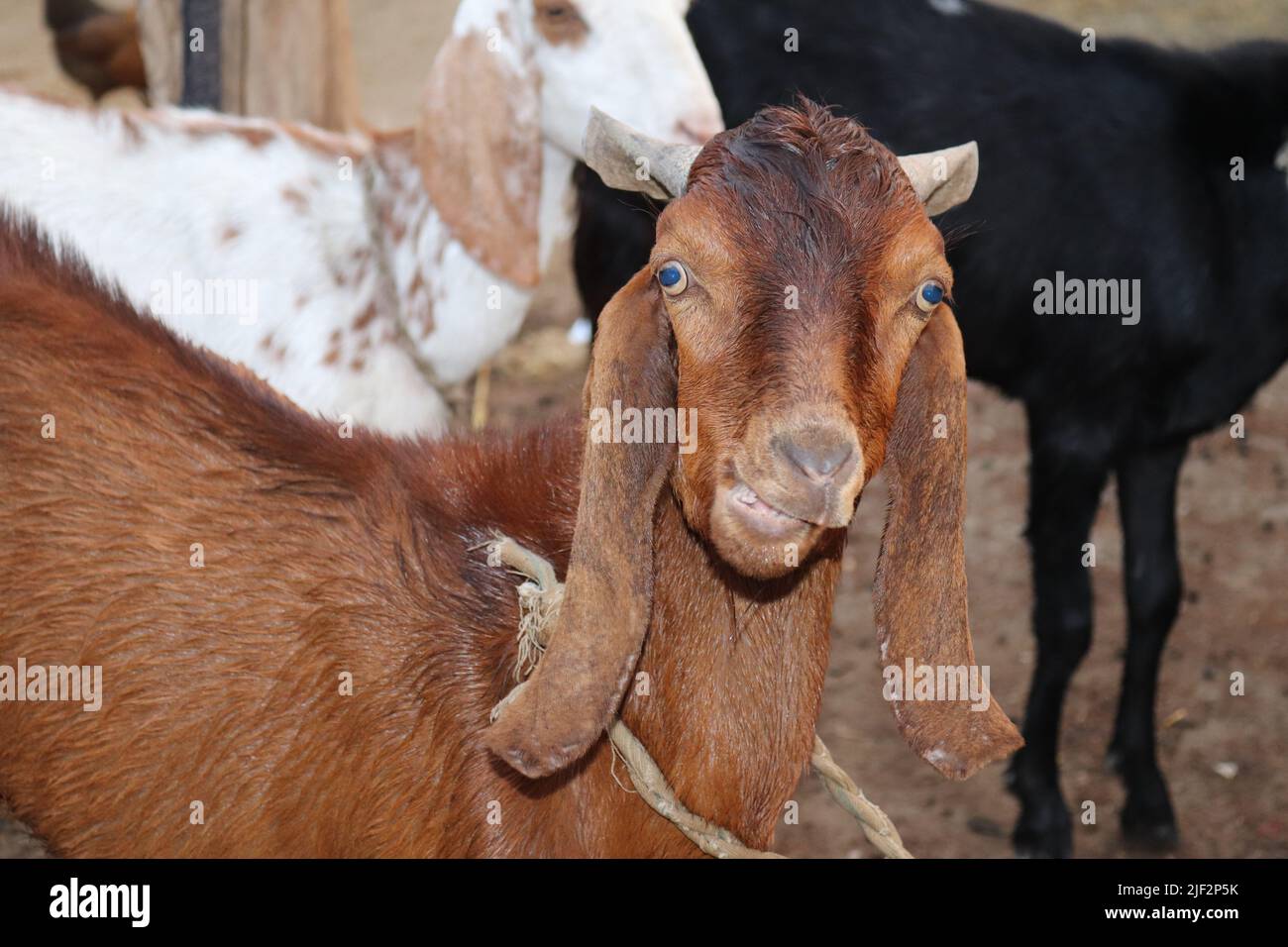Portrait of Animal Bakra Male Goat for Eid ul Adha Qurbani Bakra Black and  brown Stock Photo - Alamy