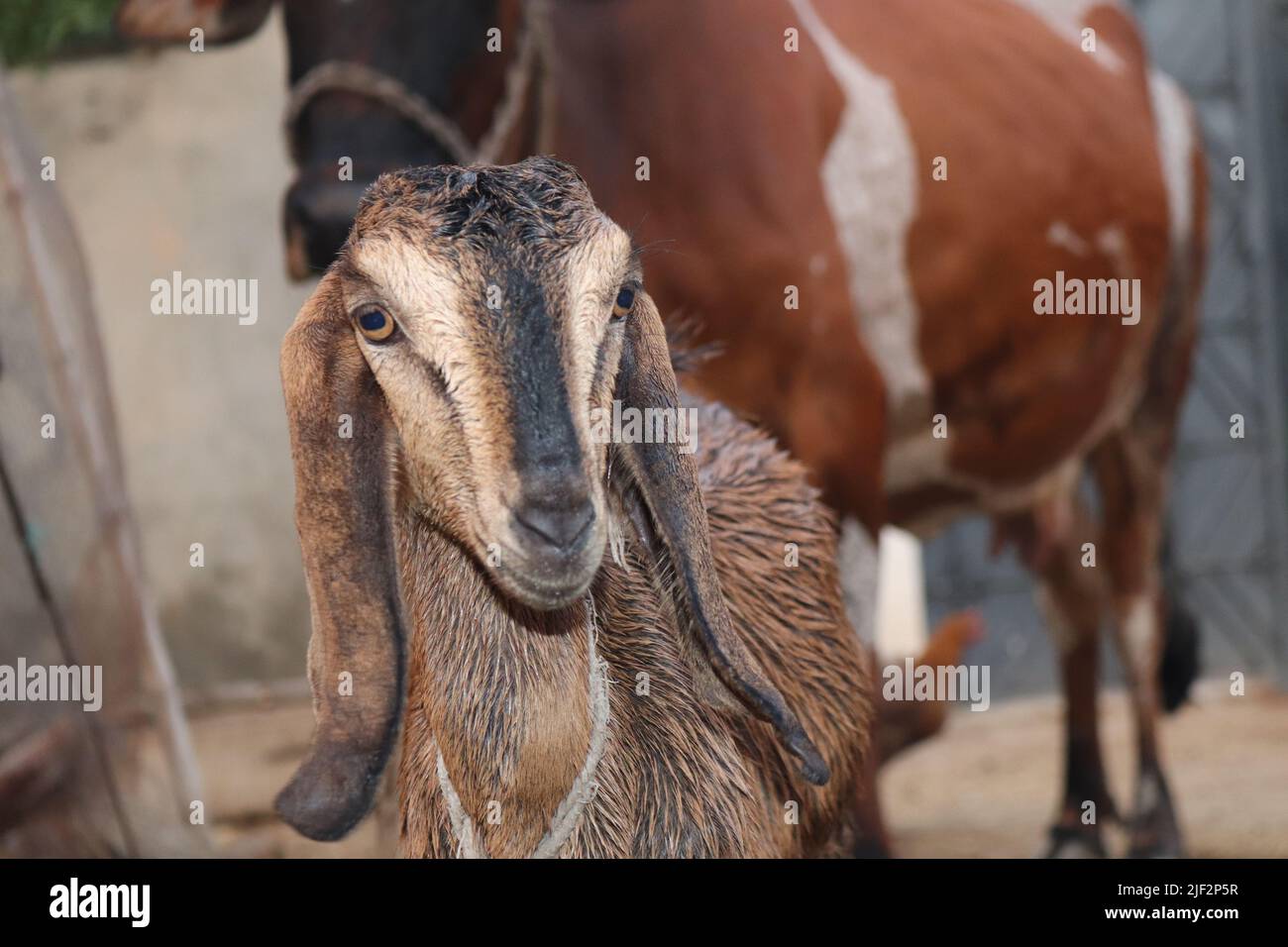 Handsome wild goat hi-res stock photography and images - Alamy