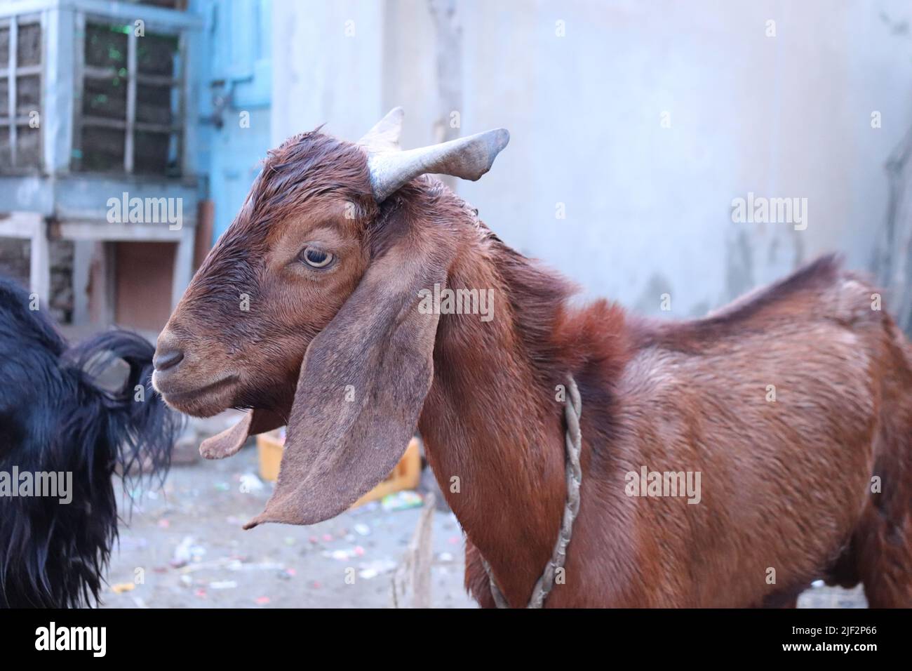 Portrait of Animal Bakra Male Goat for Eid ul Adha Qurbani Bakra Black and  brown Stock Photo - Alamy