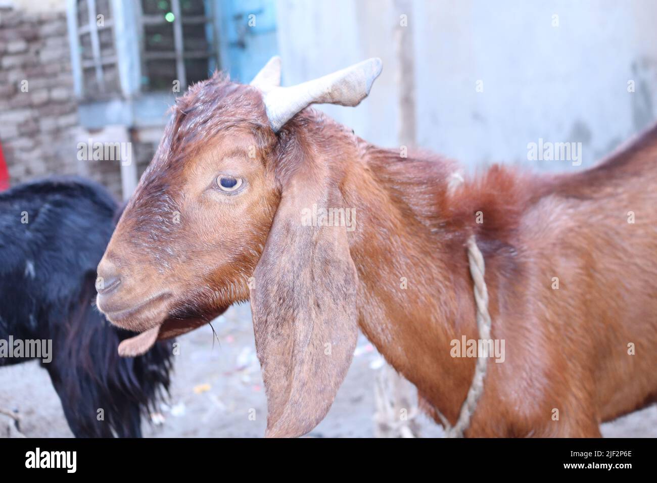 Portrait of Animal Bakra Male Goat for Eid ul Adha Qurbani Bakra Black and  brown Stock Photo - Alamy