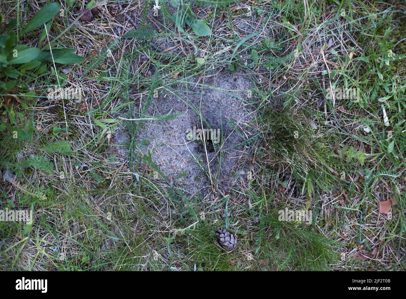 Small rodent hole. Mouse or rat hole in the ground. Sign that field rats or water voles are in the area. Stock Photo