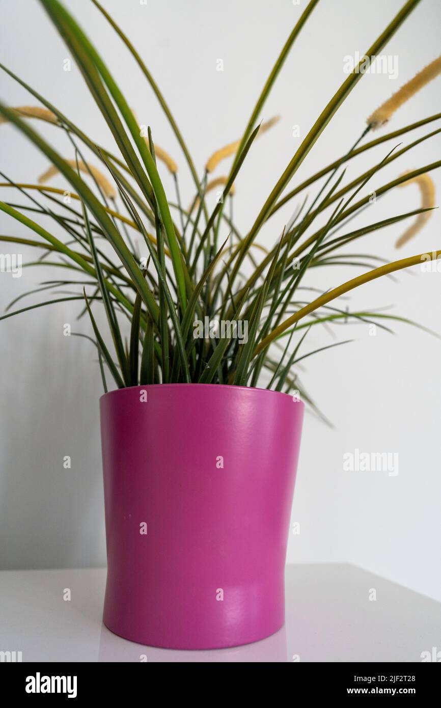 A vertical closeup of Blue Ridge sedge (Carex lucorum) in a pink pot on a table Stock Photo