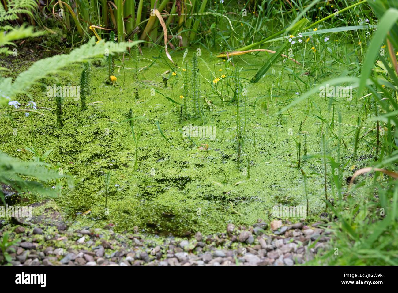Small garden wildlife pond covered in duckweed, Scotland, UK Stock Photo